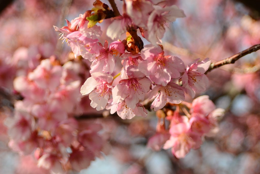 伊豆の河津桜