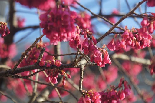 寒緋桜