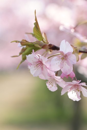 河津桜