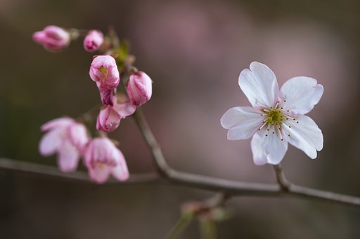 咲き始めならでは