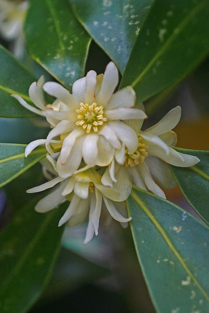 シキミの花