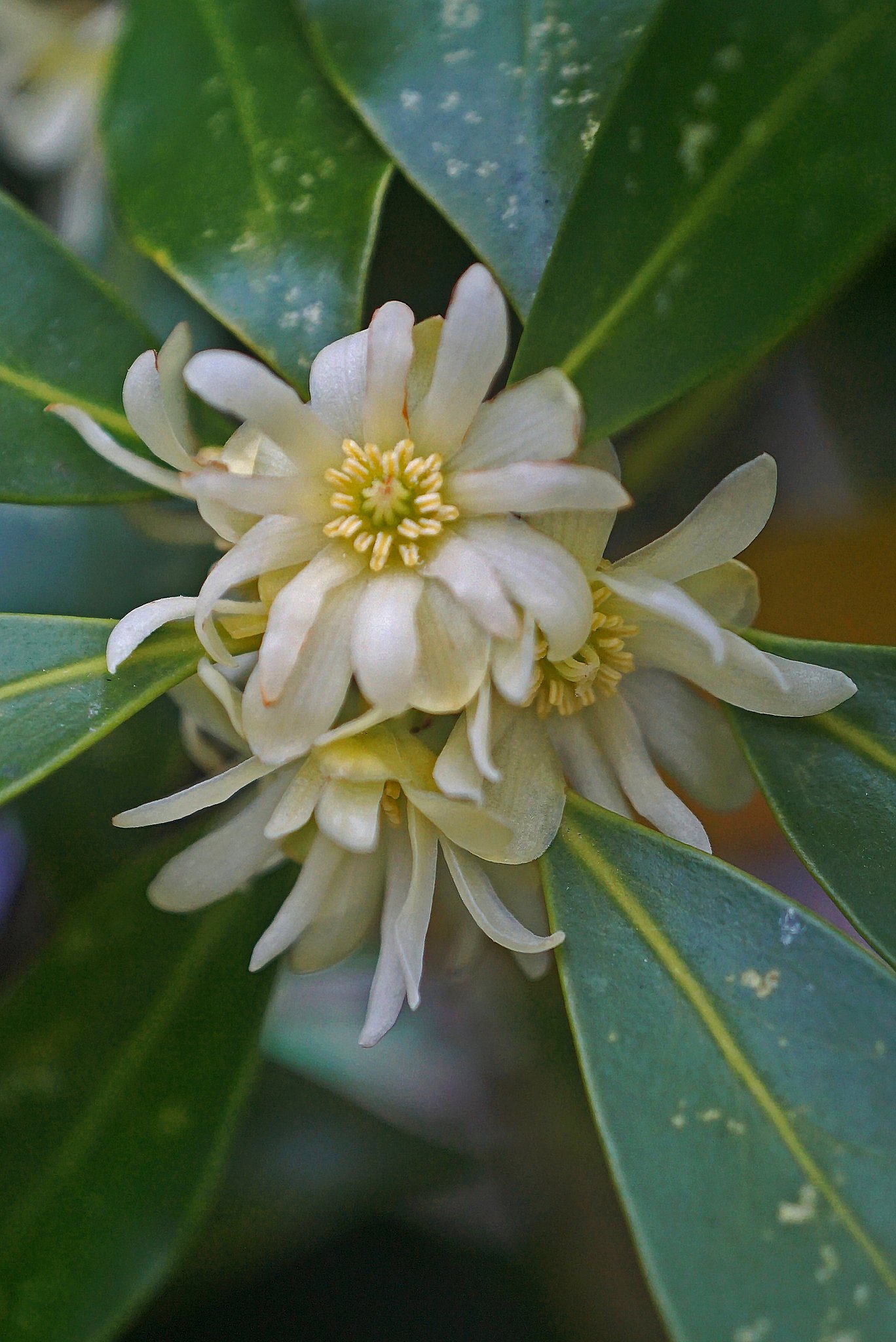 シキミの花