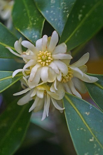 シキミの花