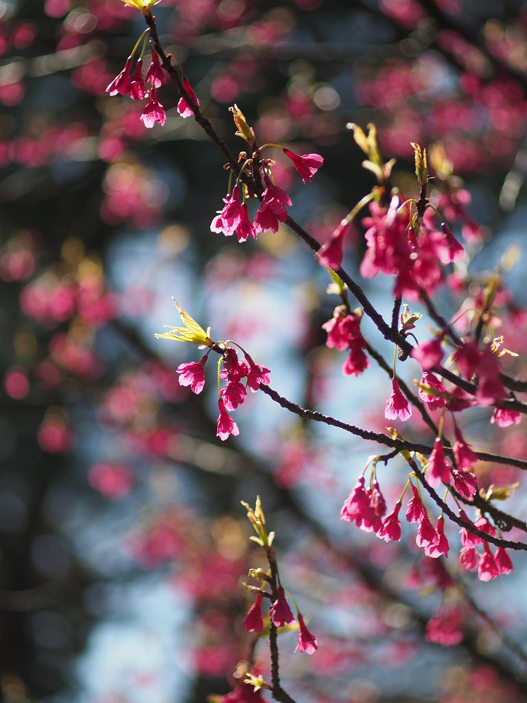 寒緋桜