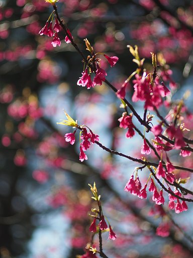 寒緋桜