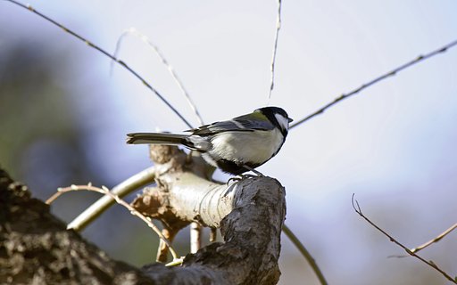 【春景】春四十雀
