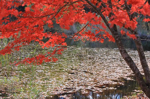 豊田市稲武の紅葉