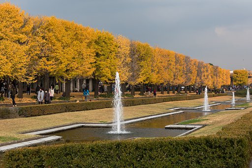 昭和記念公園の紅葉３