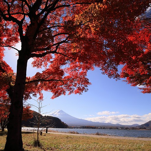 最後の紅葉