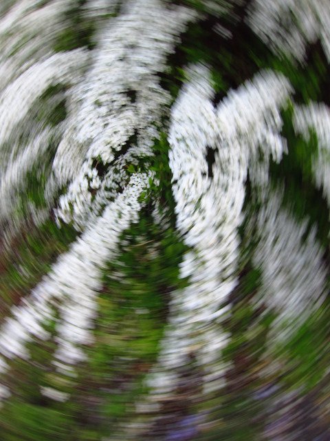 ユキヤナギ