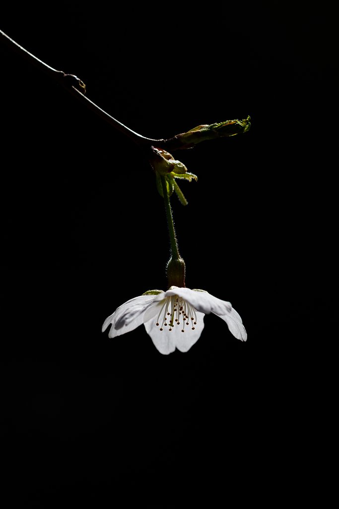 山桜