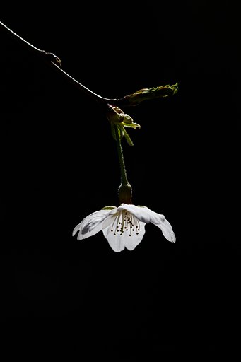 山桜