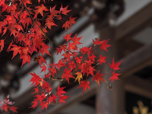 能仁寺