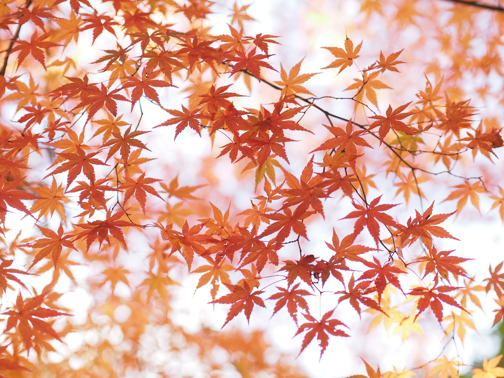 錦を羽織る