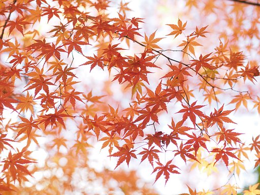 錦を羽織る