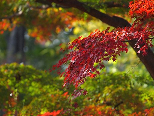 紅の初色