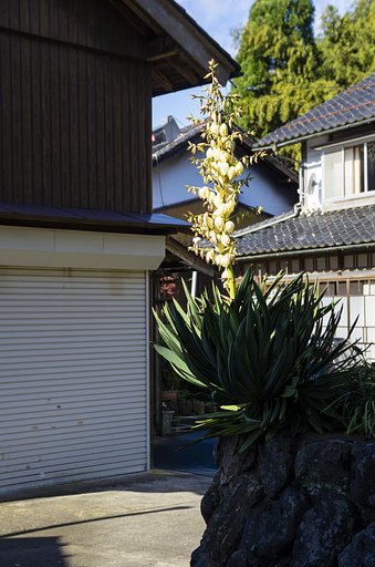リュウゼツラン