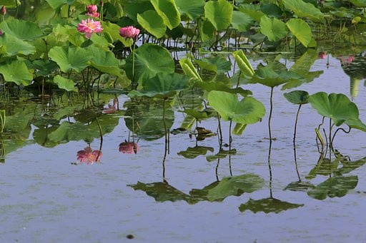 浮き草は向こう側