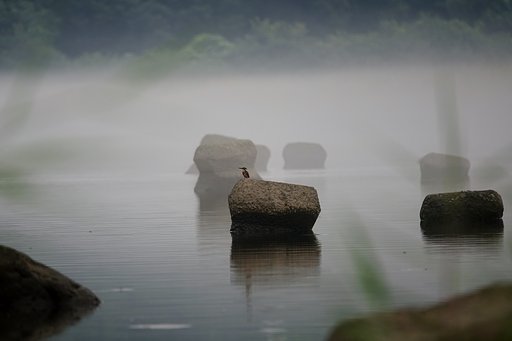 カワセミ