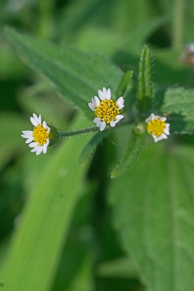 掃溜菊