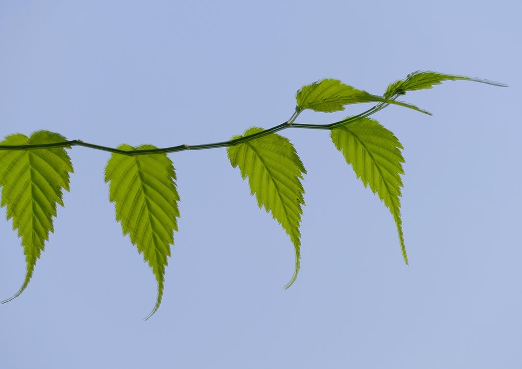 山吹