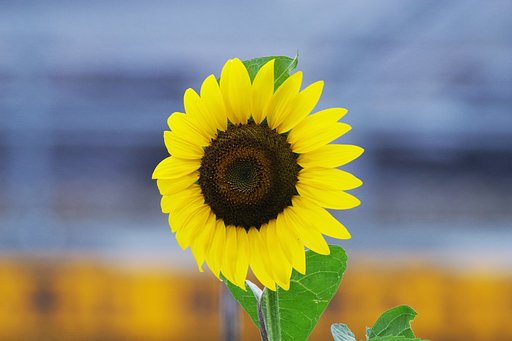 【夏】ひまわり