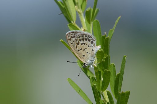 シルビア
