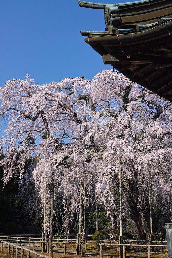 しだれ桜