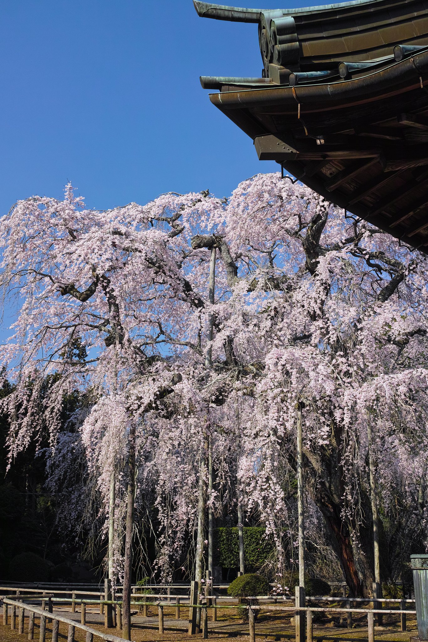 しだれ桜