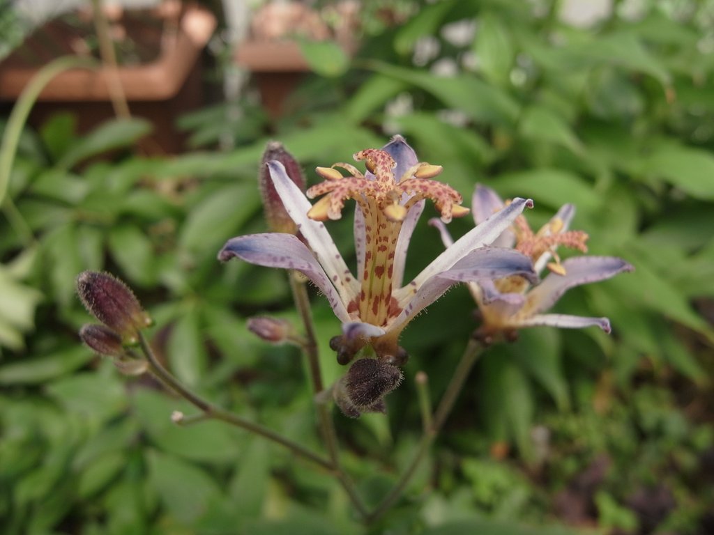 RICOH Lens S10 24-72㎜F2.5－4.4VC