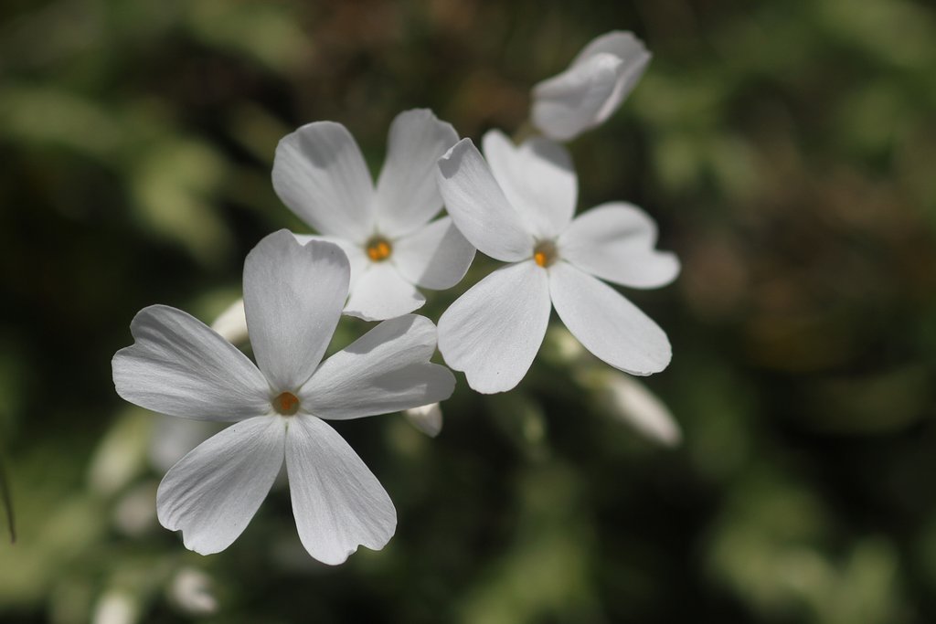 canonEF100mmF2.8 macro