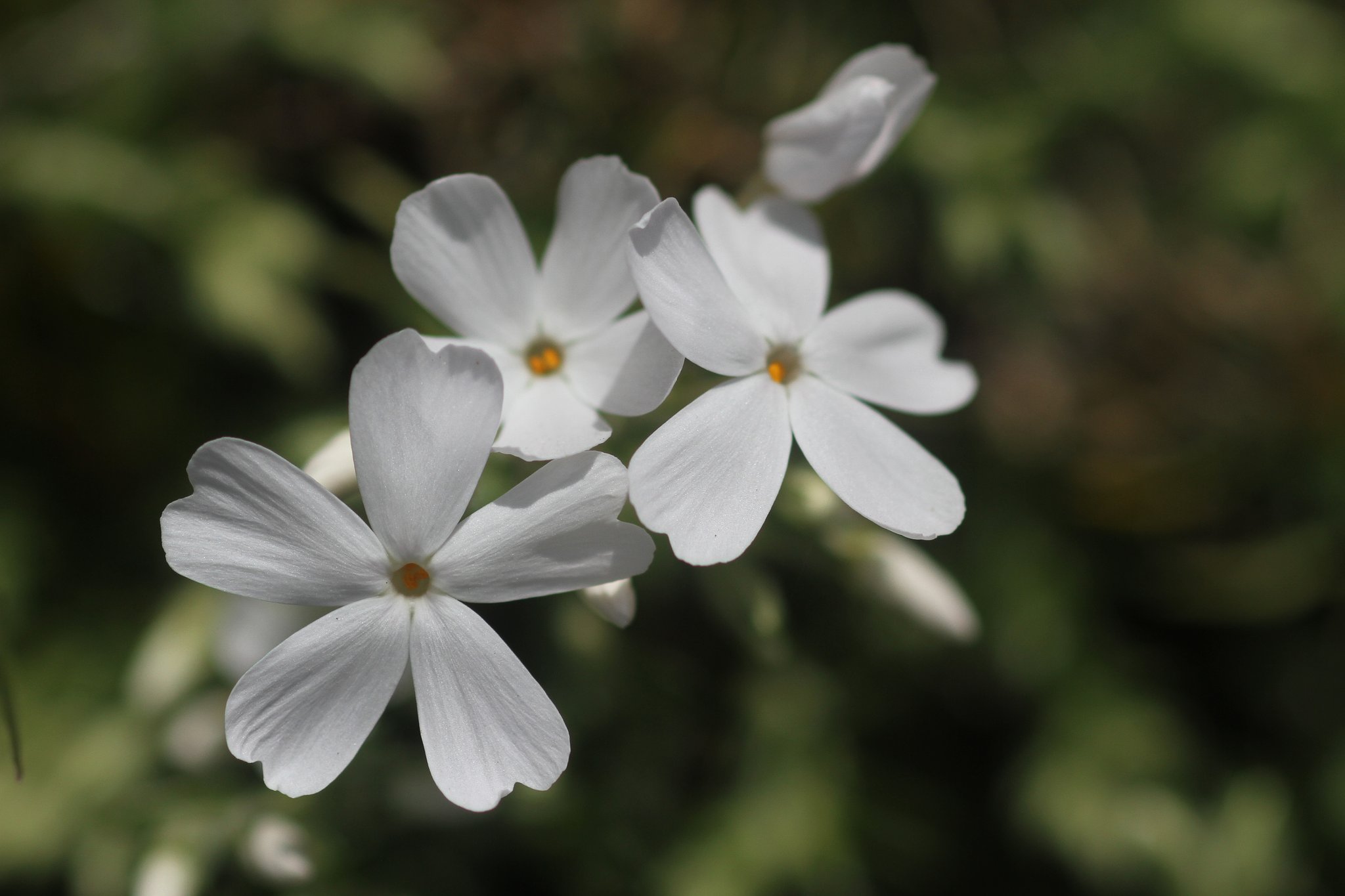 canonEF100mmF2.8 macro