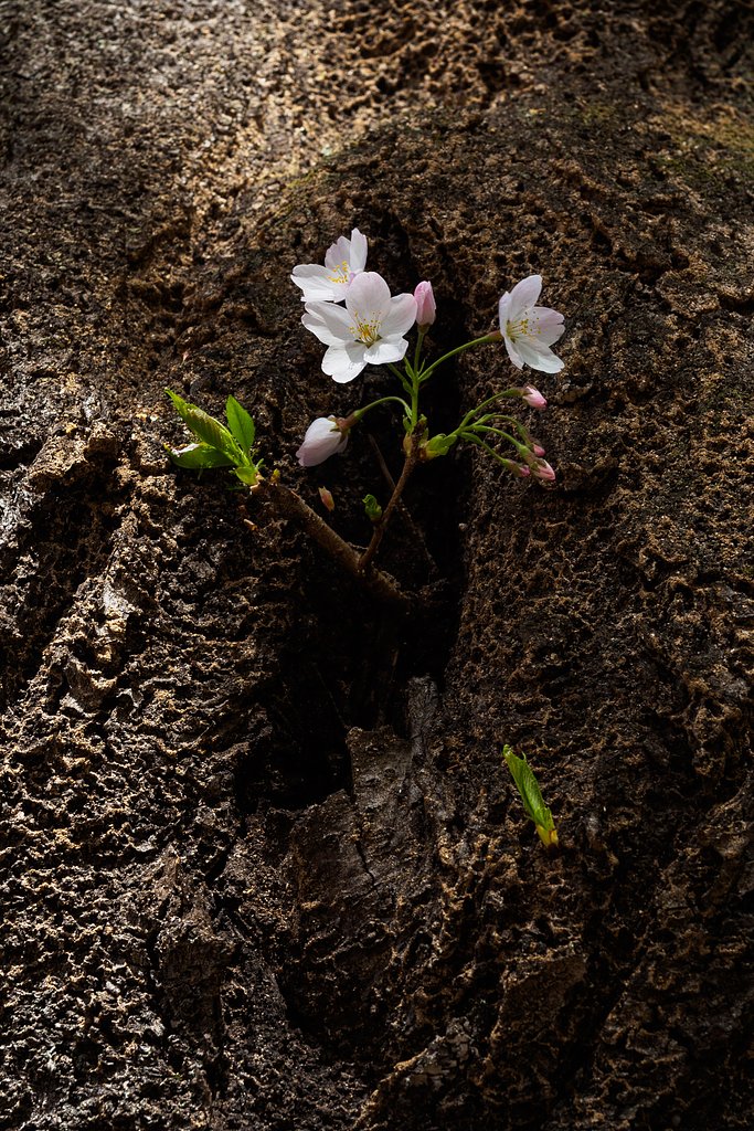 なごり桜