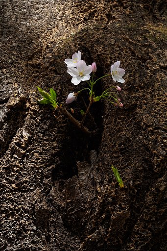 なごり桜