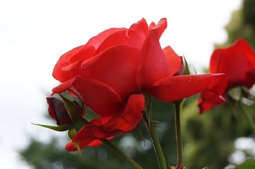 真っ赤な薔薇