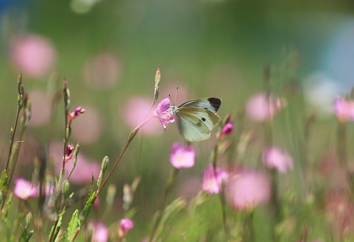 駐車場脇の草原にて