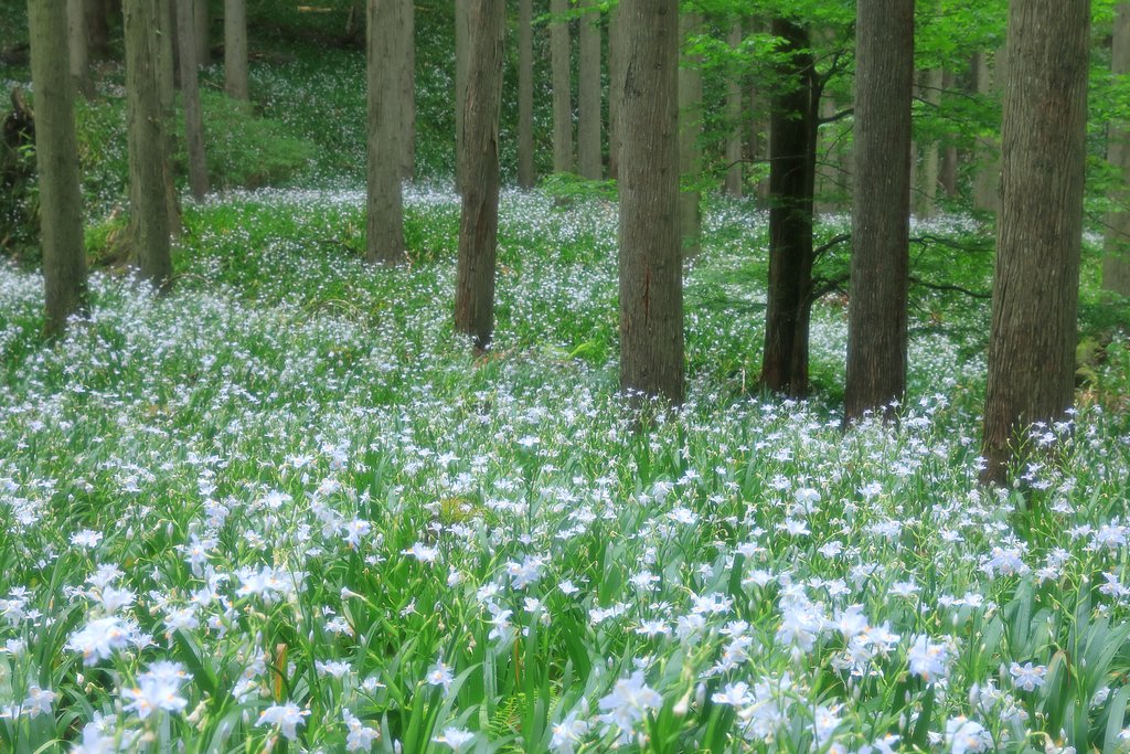 シャガの群生地へ・・・