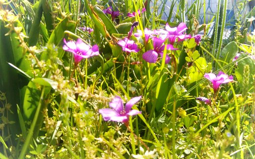 【散歩】野原歩けば