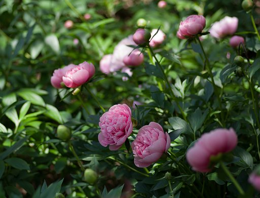 芍薬