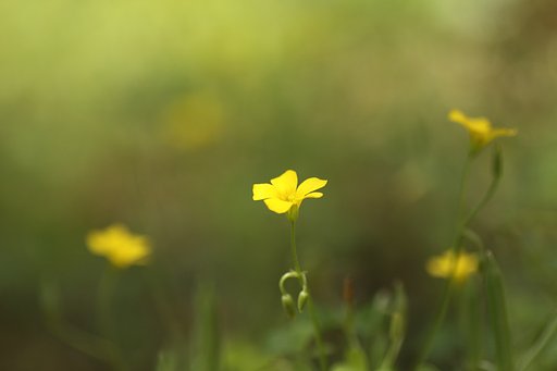 【散歩】カタバミ