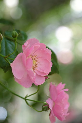 薔薇