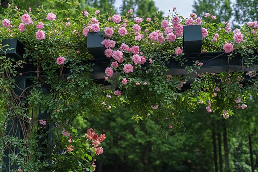 薔薇の門