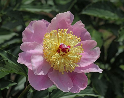 芍薬