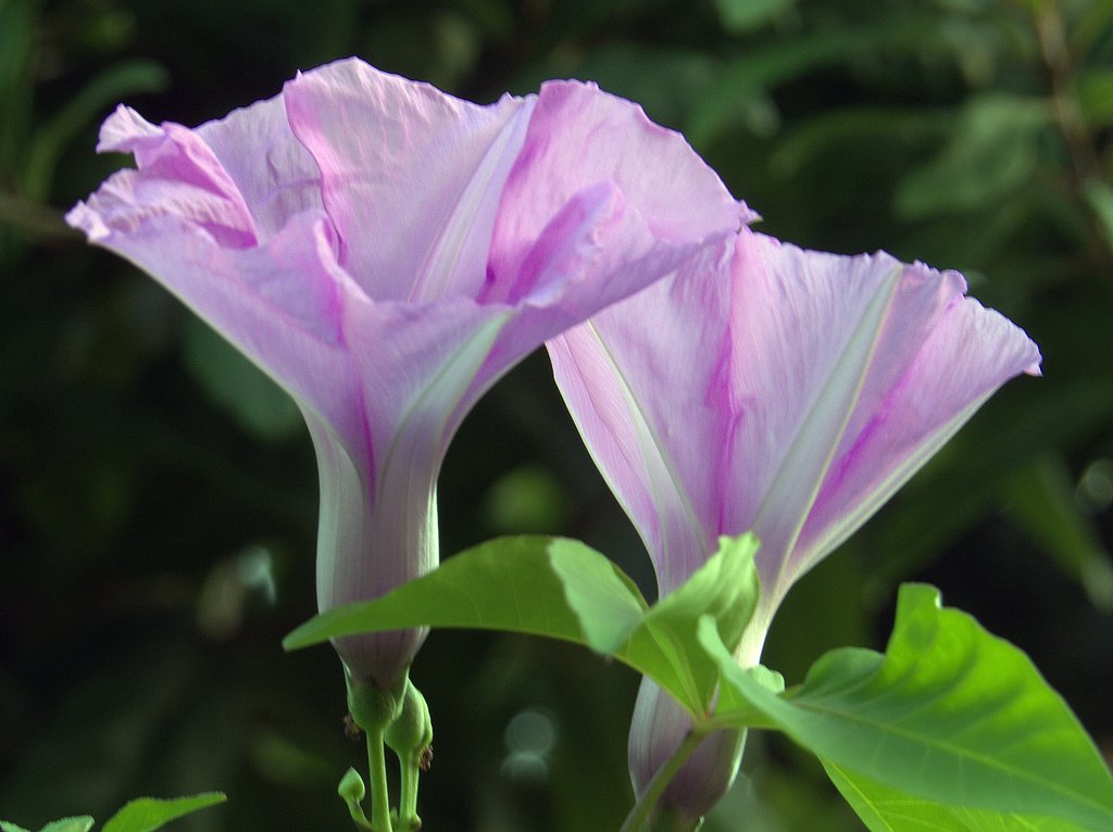 【夏】今朝の朝顔