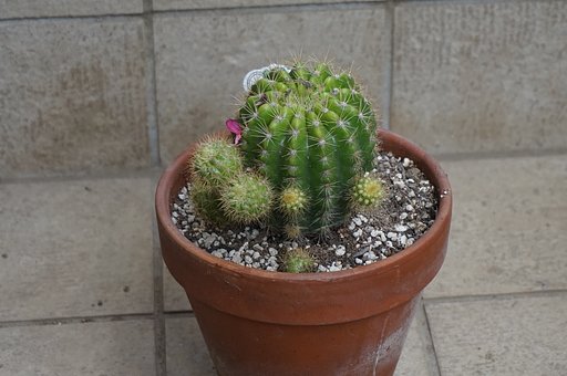 サボテン
