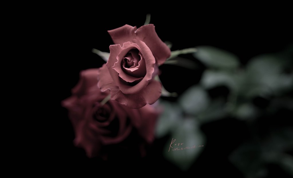 Rose