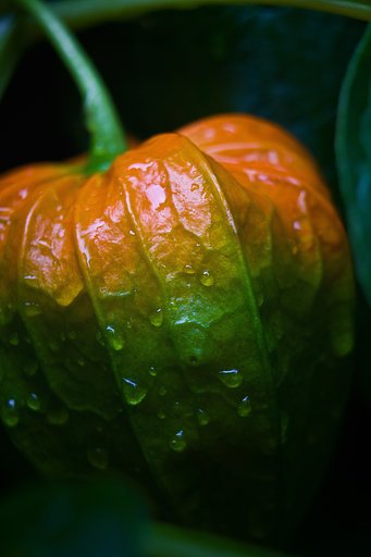 【夏】雨雫