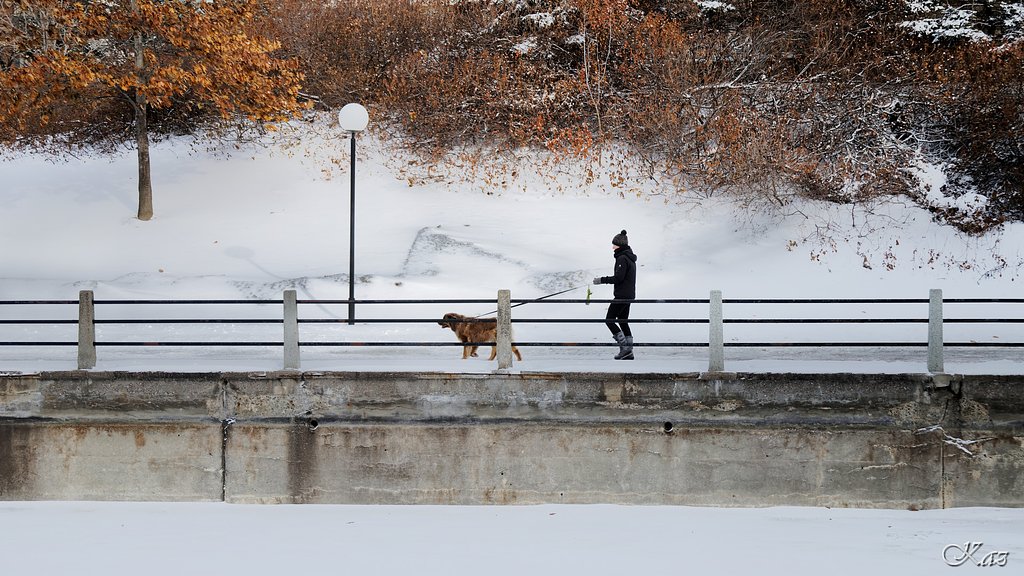 Walking a Dog in the Snow