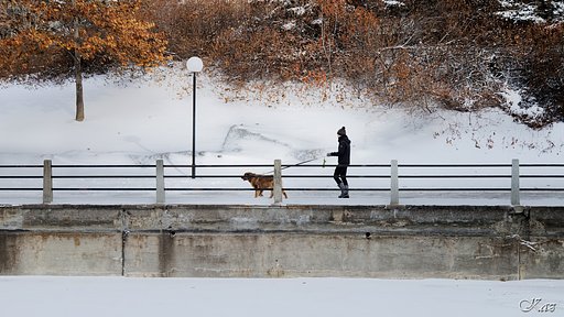 Walking a Dog in the Snow
