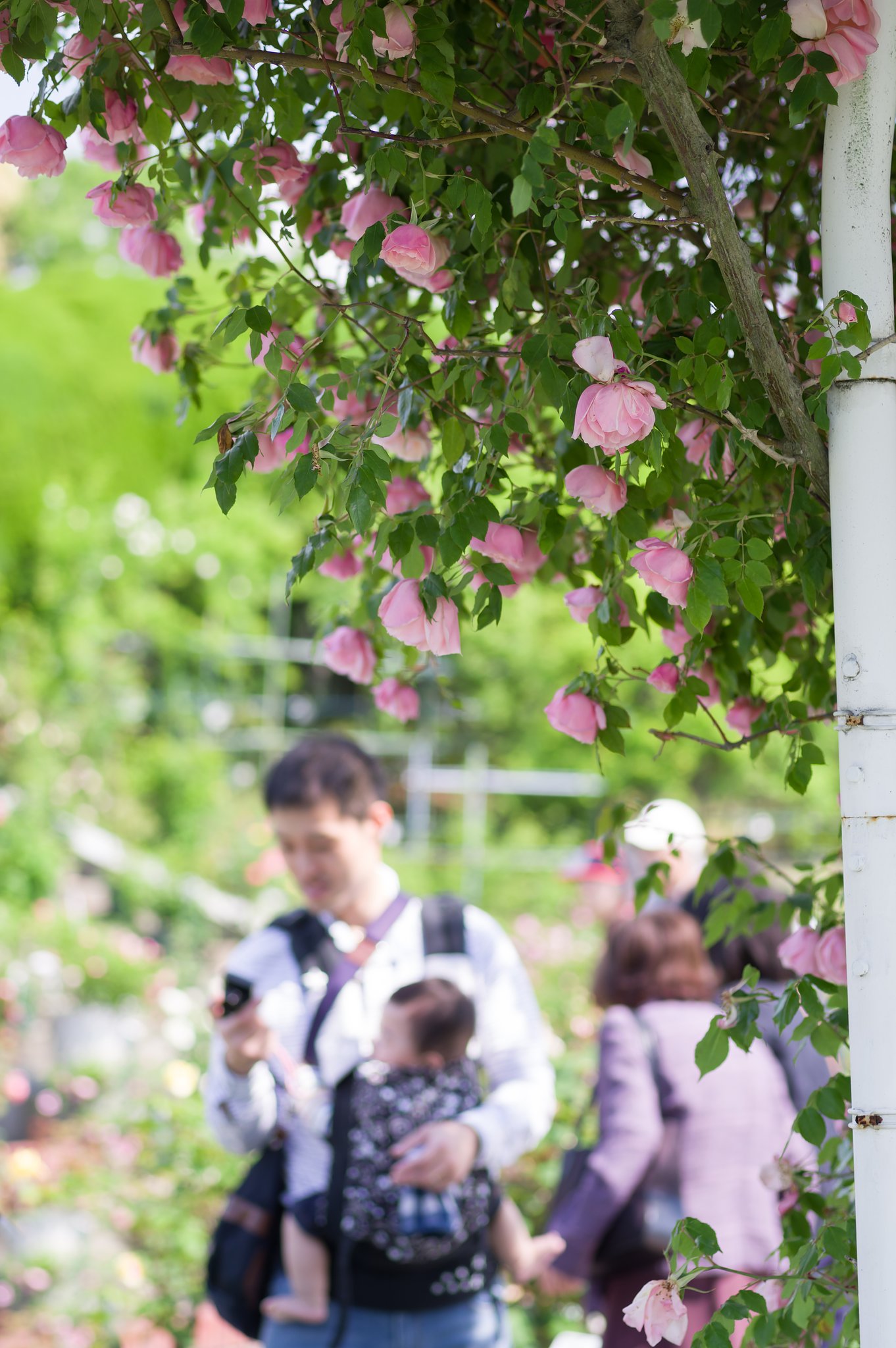 【散歩】薔薇園